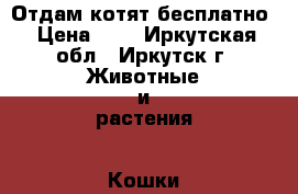 Отдам котят бесплатно › Цена ­ 0 - Иркутская обл., Иркутск г. Животные и растения » Кошки   . Иркутская обл.,Иркутск г.